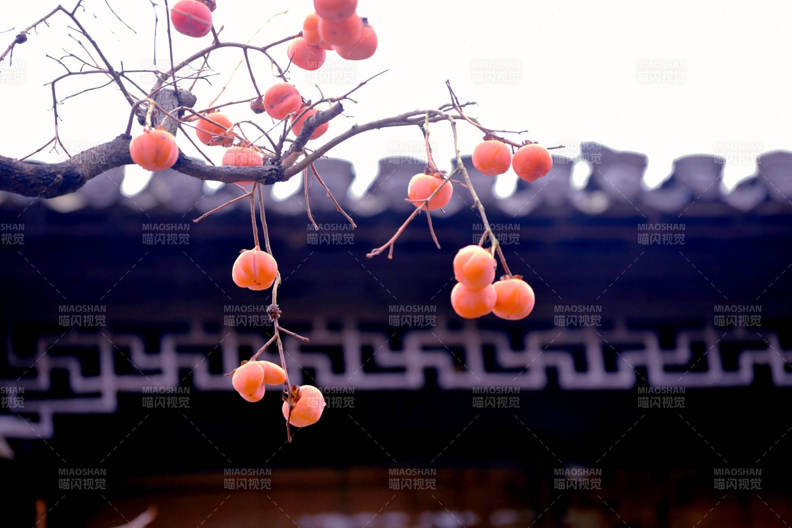 柿子掛枝頭