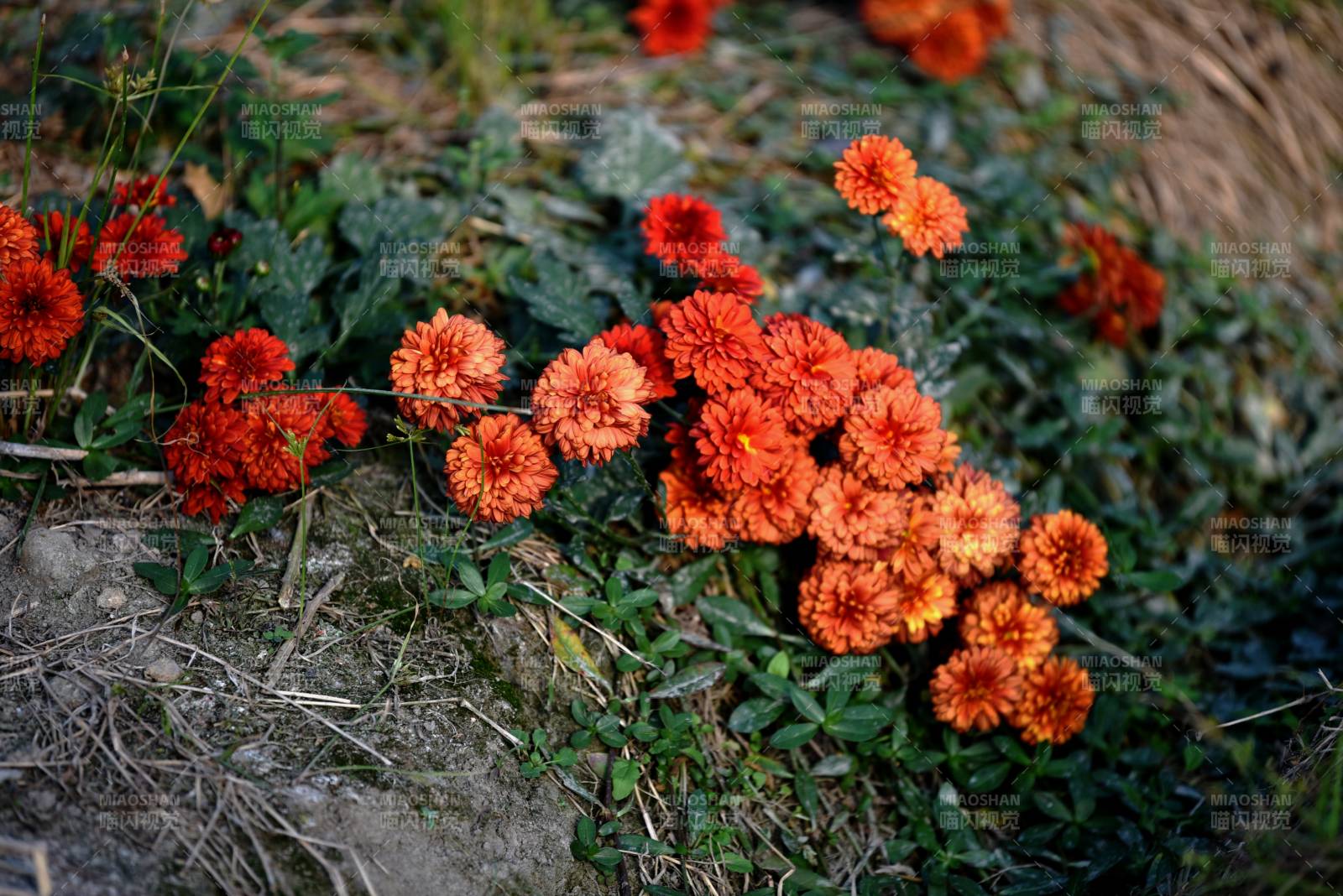 橙色小花叢生