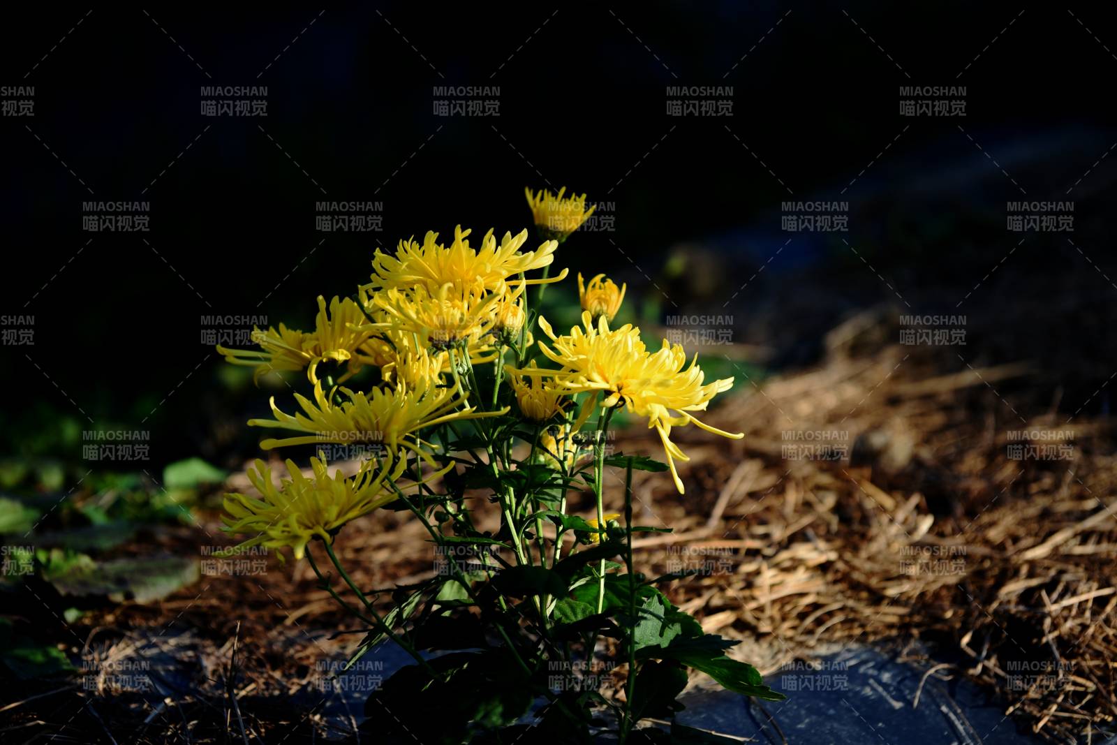 秋菊綻放