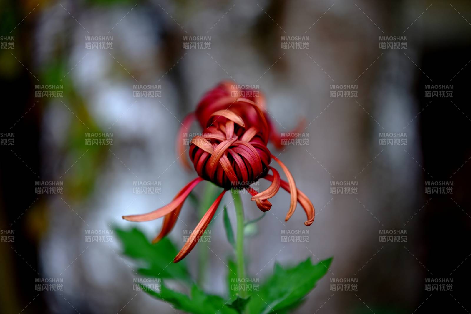 紅菊綻放