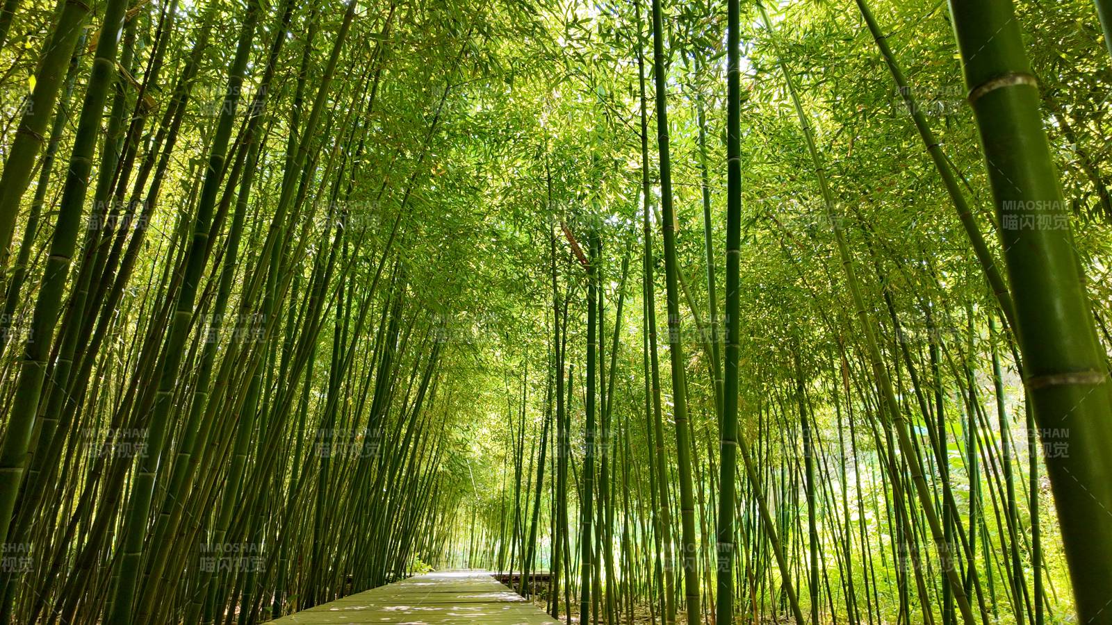 竹林小徑