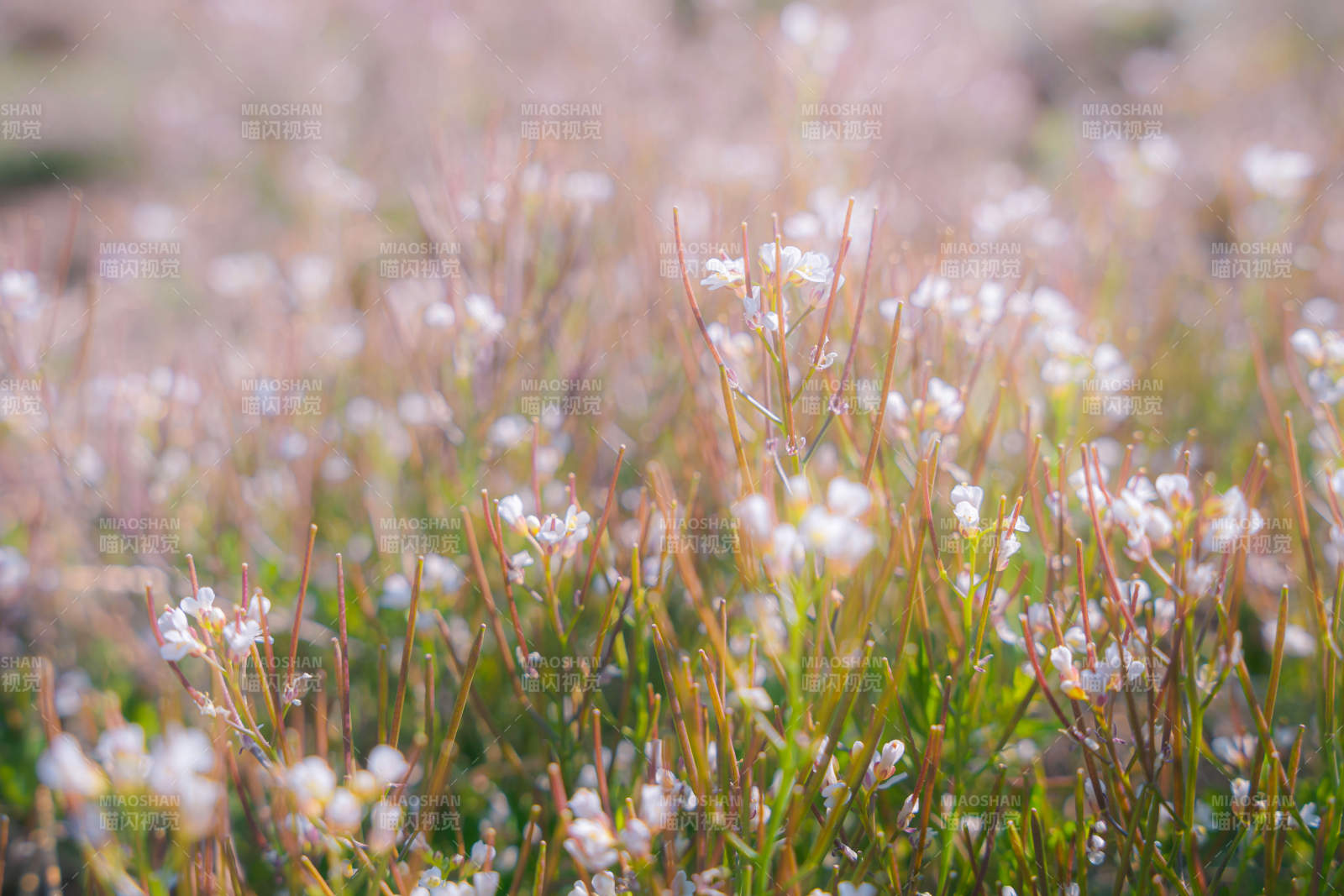 野花盛開的田野