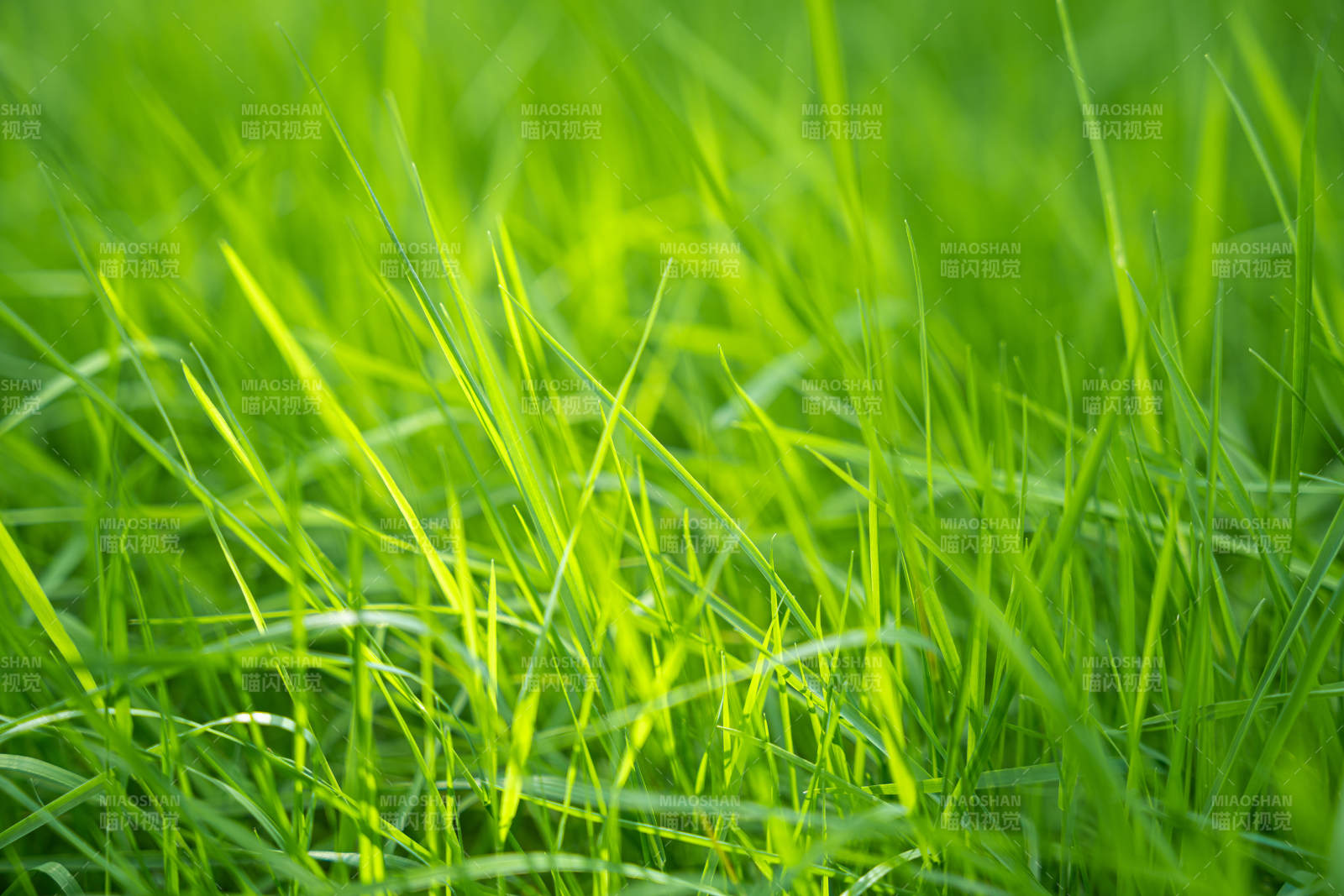 綠草如茵