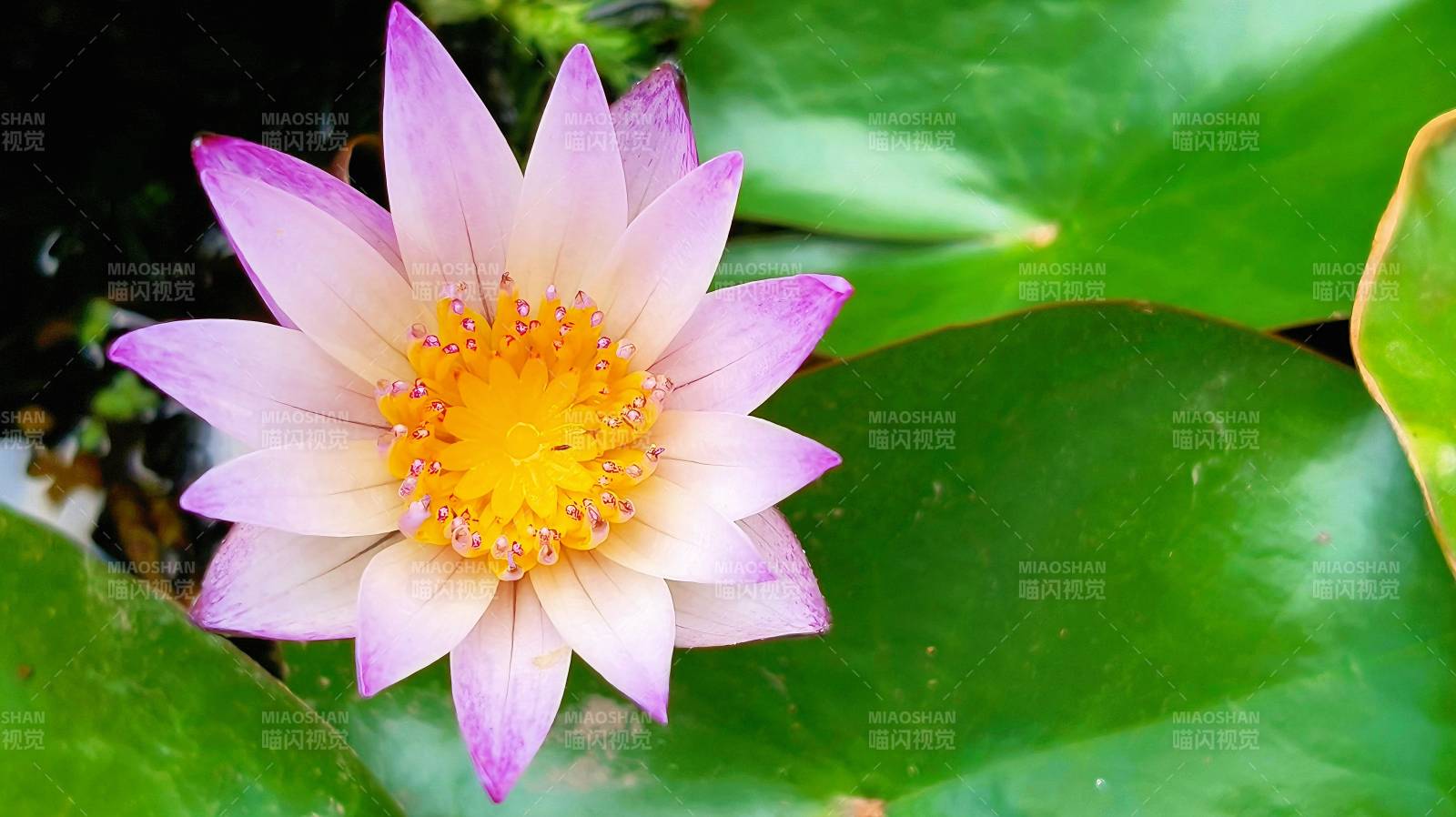 粉紫蓮花綻放