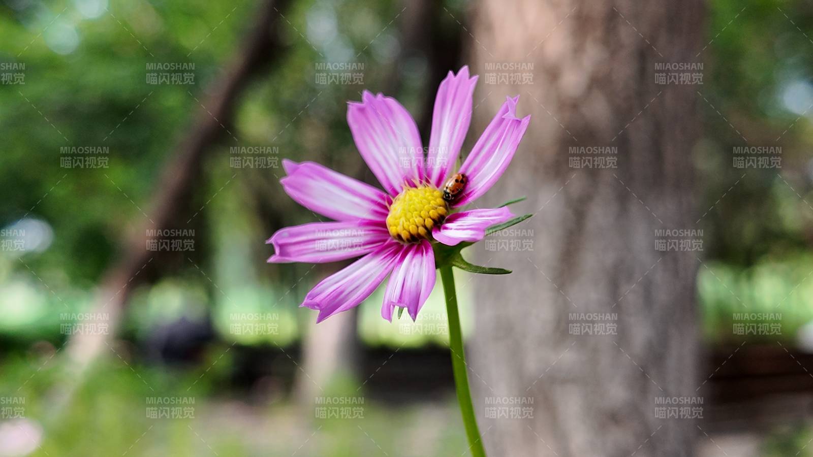紫花上的蜜蜂