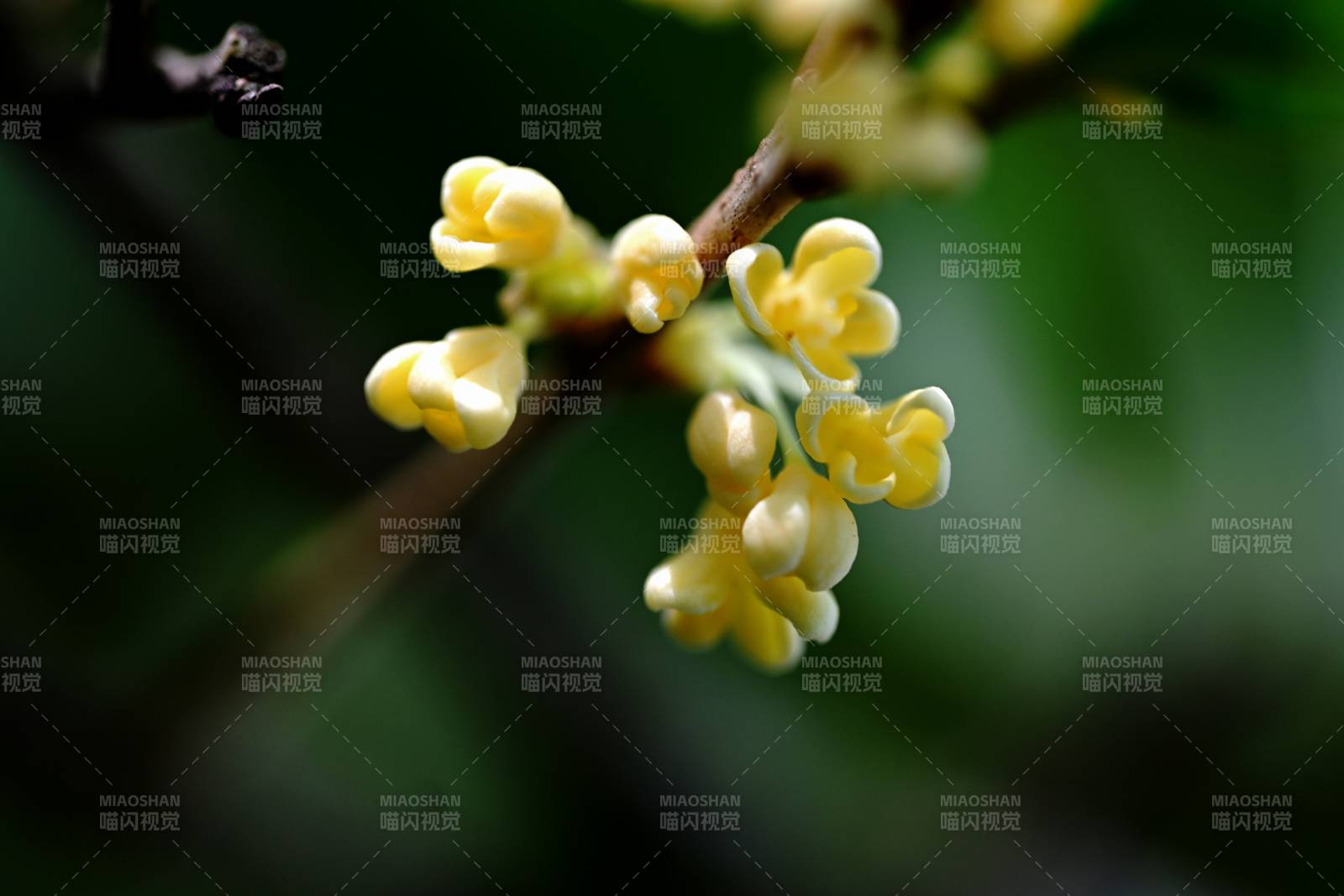 桂花綻放枝頭