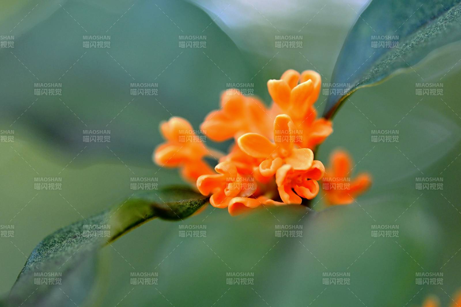 橙色小花綻放枝頭