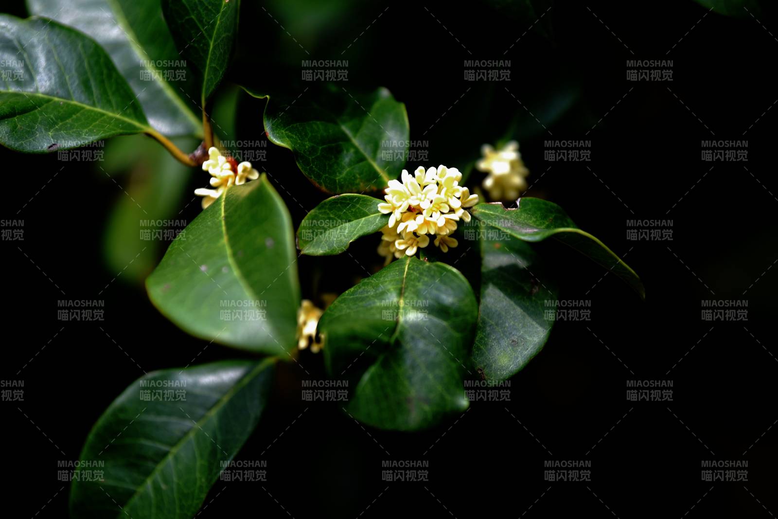 桂花綻放枝頭