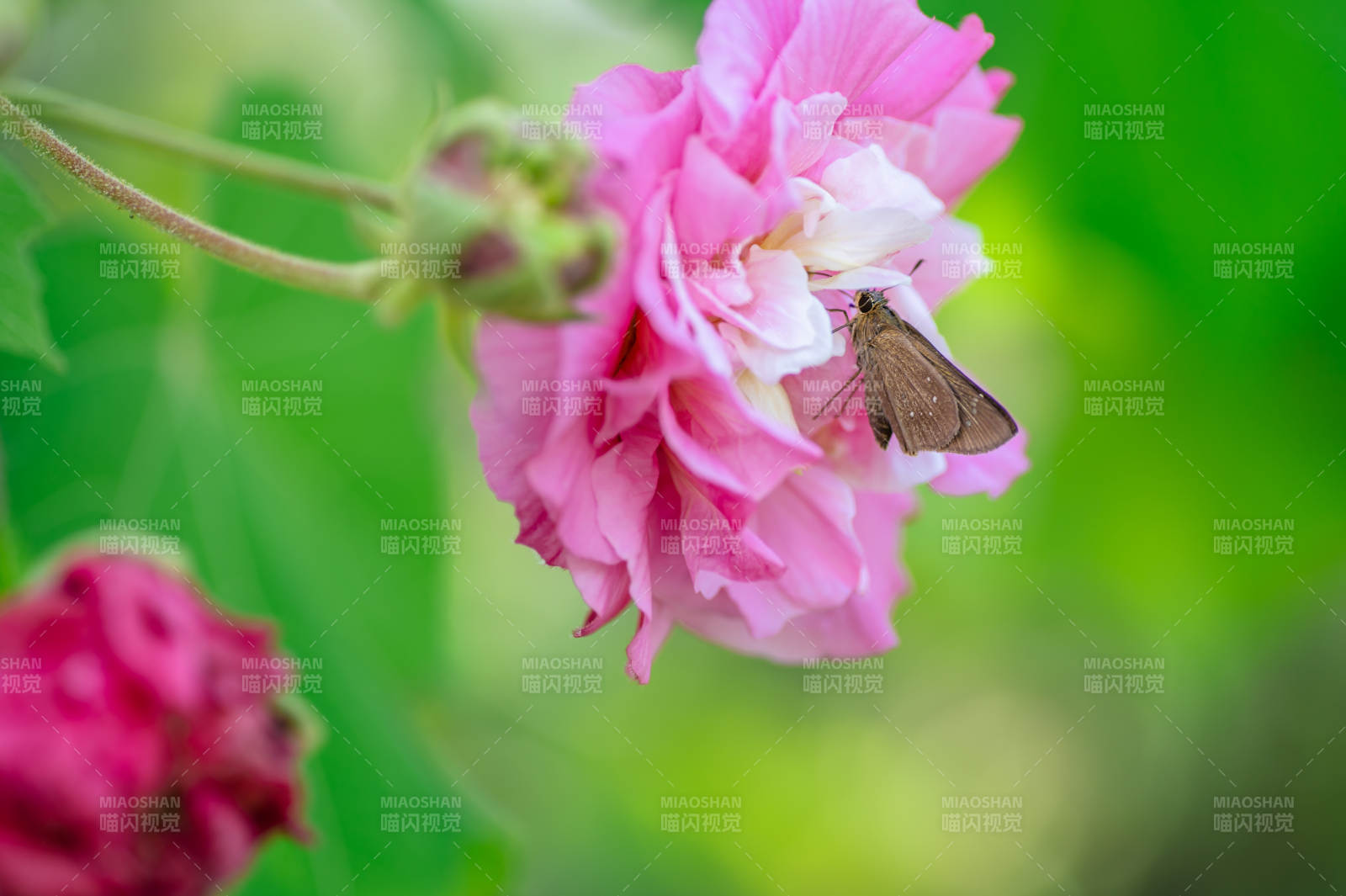 蝶戀粉花