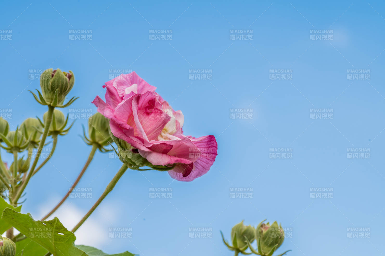 木芙蓉花映藍天