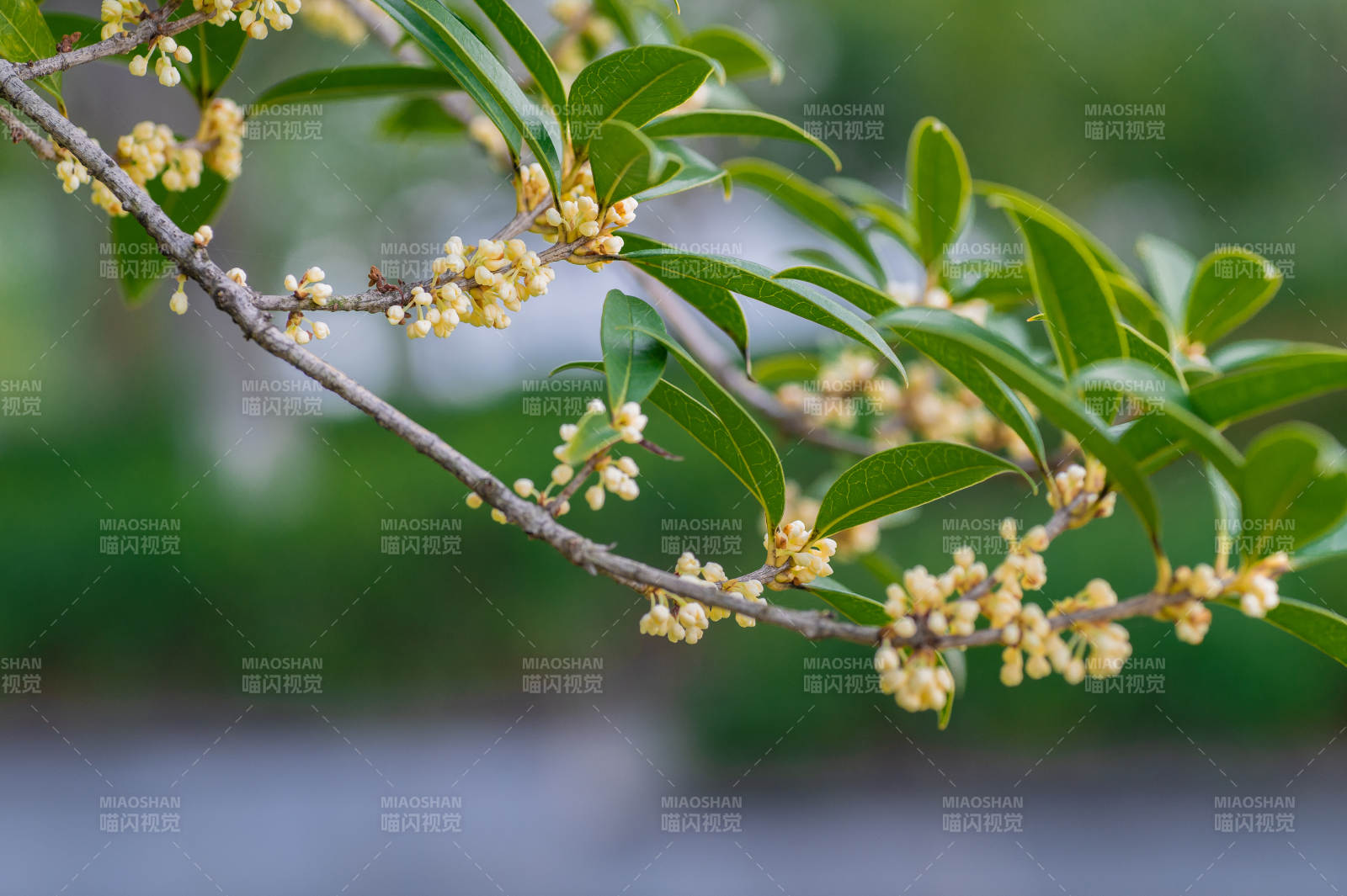 桂花枝頭綻放