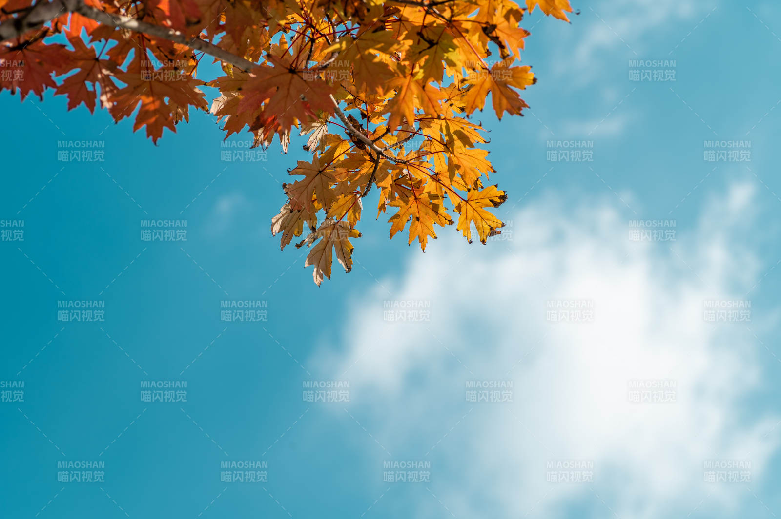秋葉映藍天