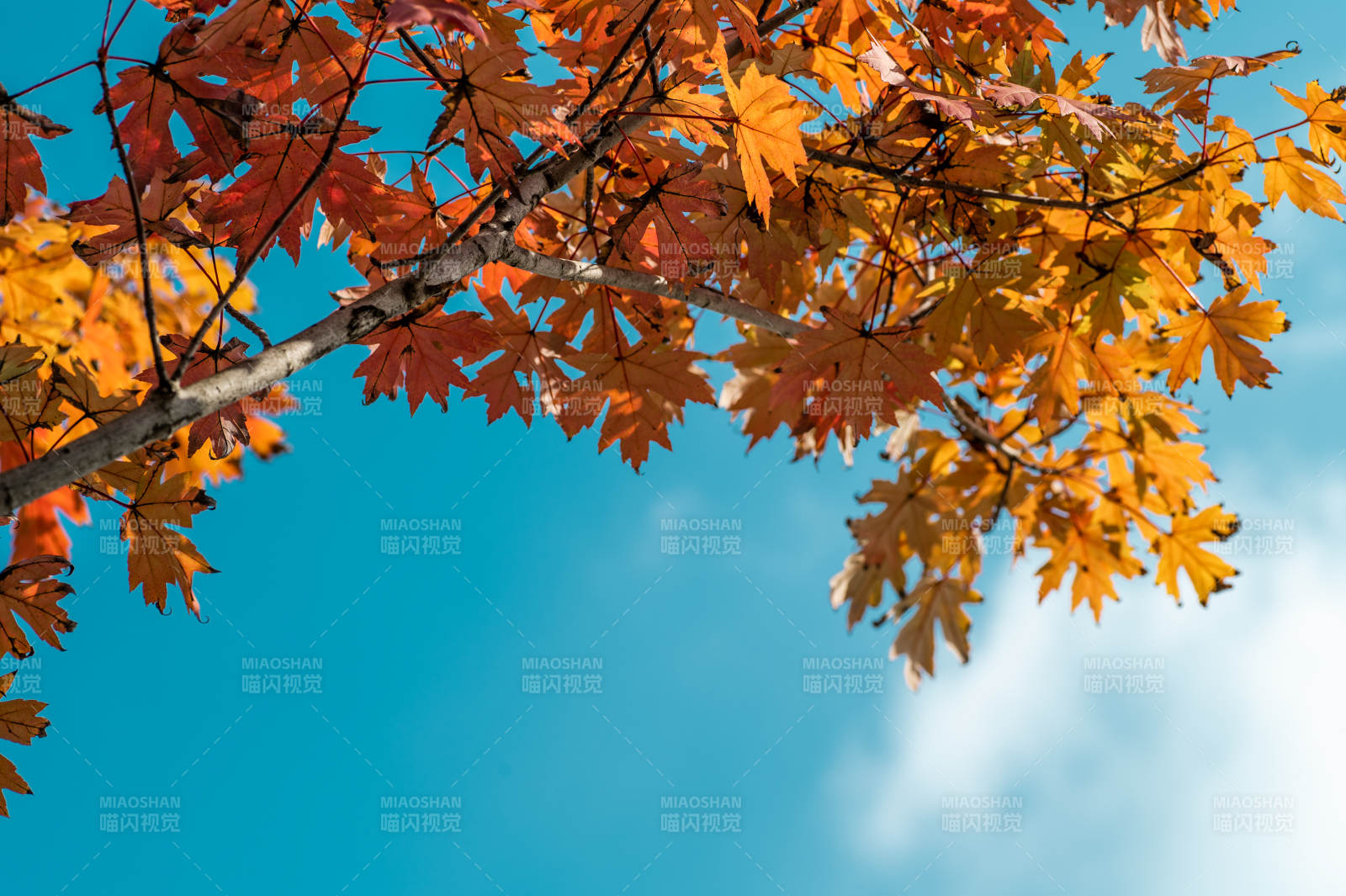 秋葉映藍(lán)天