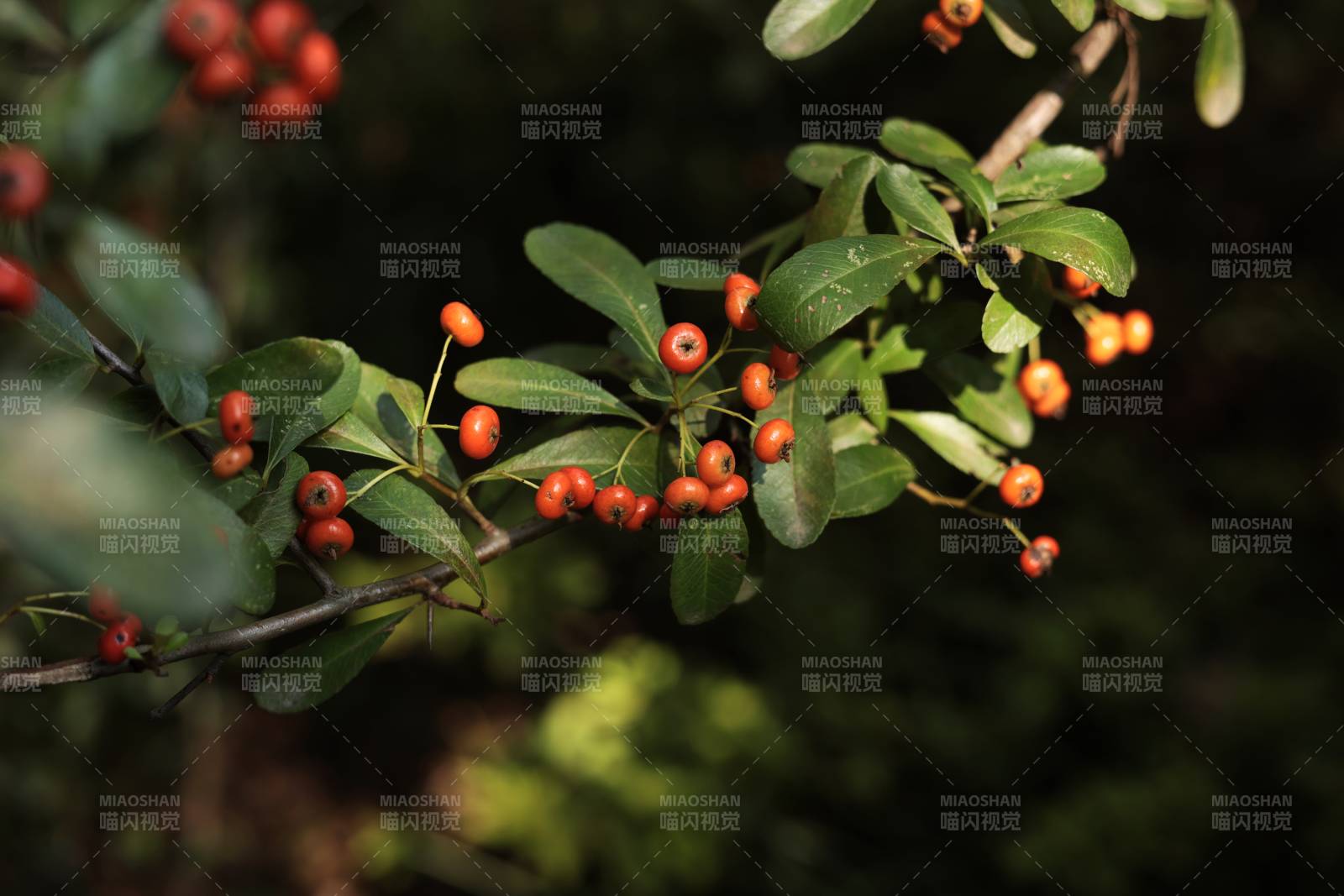 紅果綠葉枝頭掛