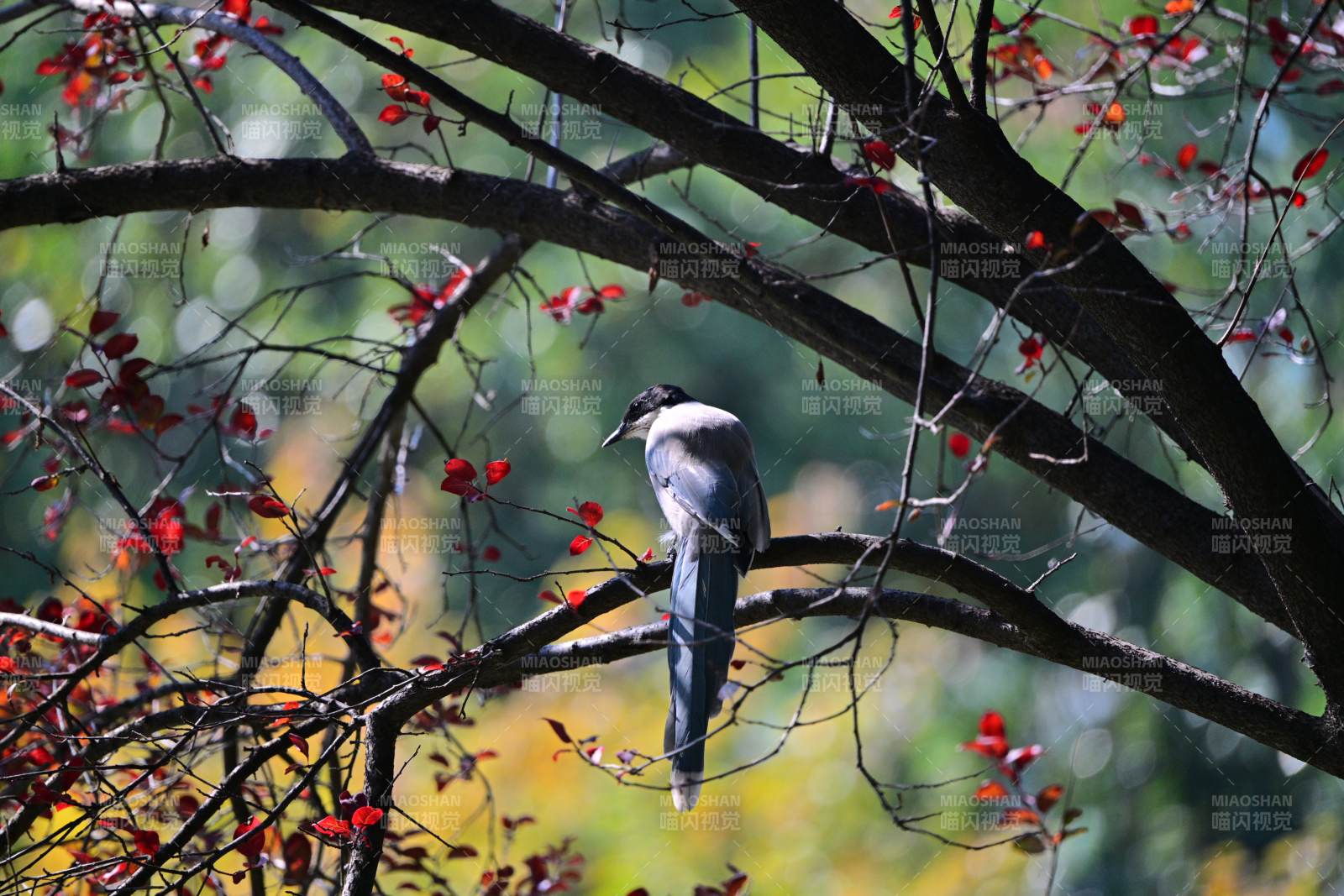 秋枝上的灰喜鵲