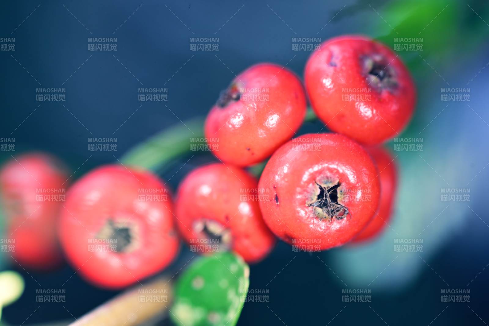 紅果枝頭映綠葉