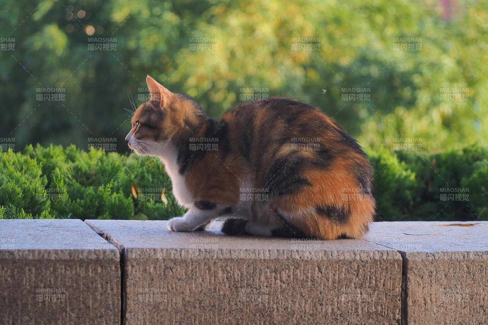 花貓靜坐石欄上