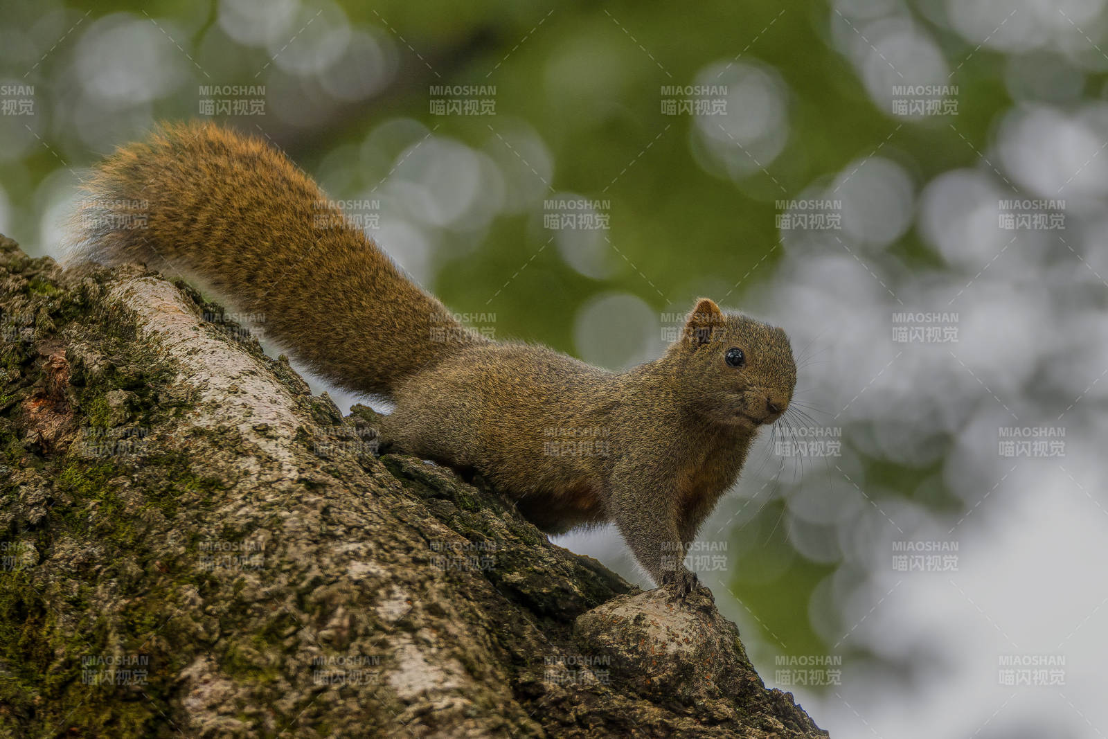 松鼠棲樹梢