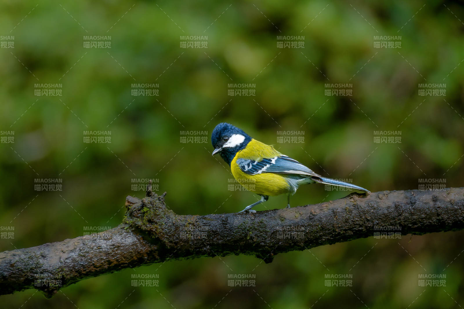 綠背山雀棲枝頭