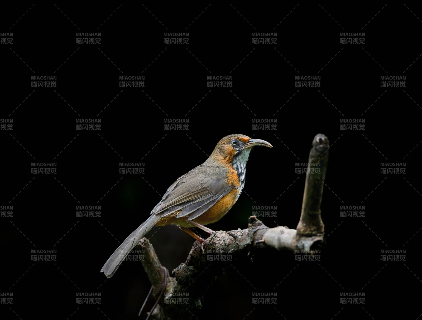 斑胸鉤嘴鹛棲枝頭