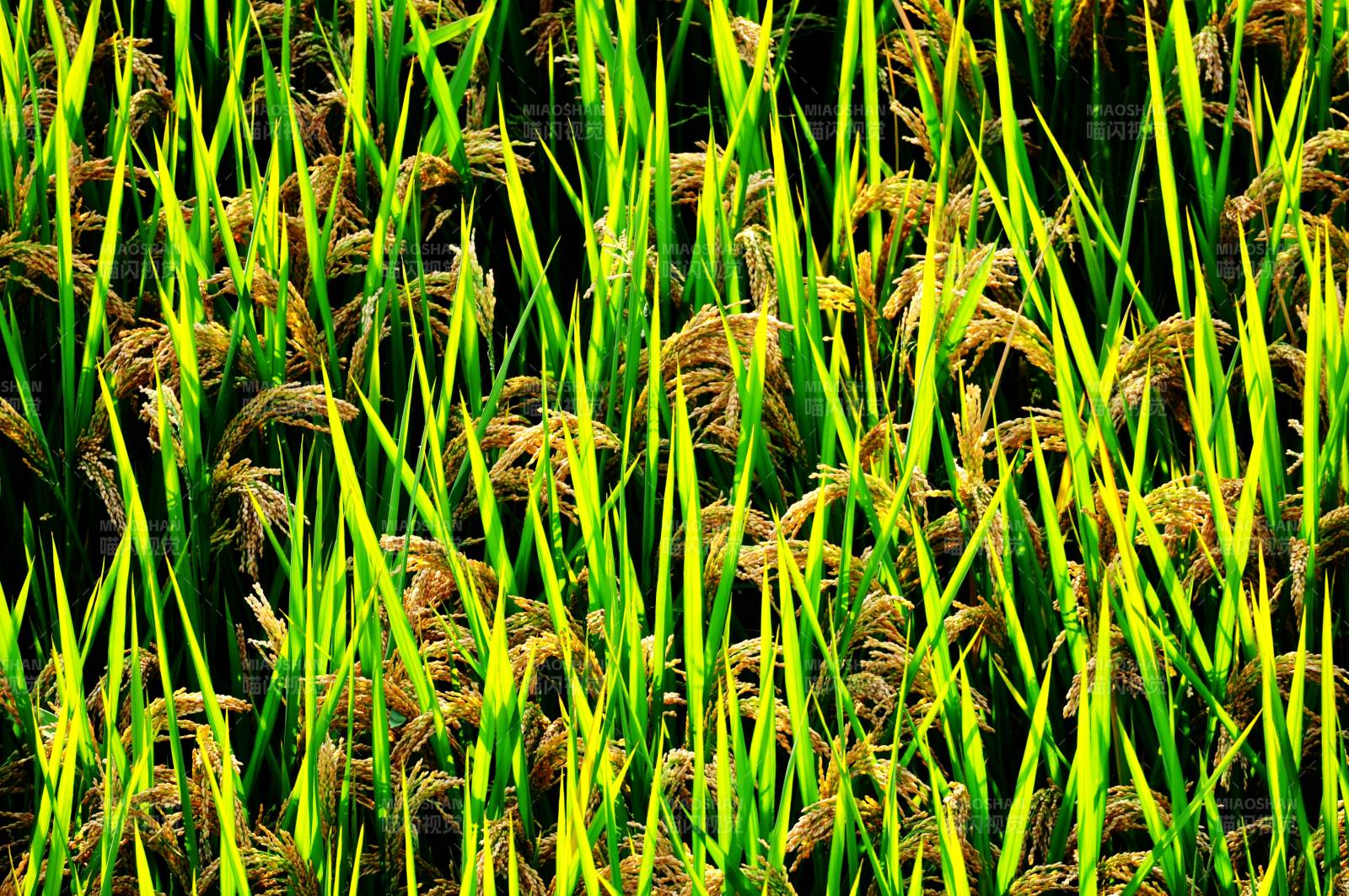 金黃稻穗隨風舞