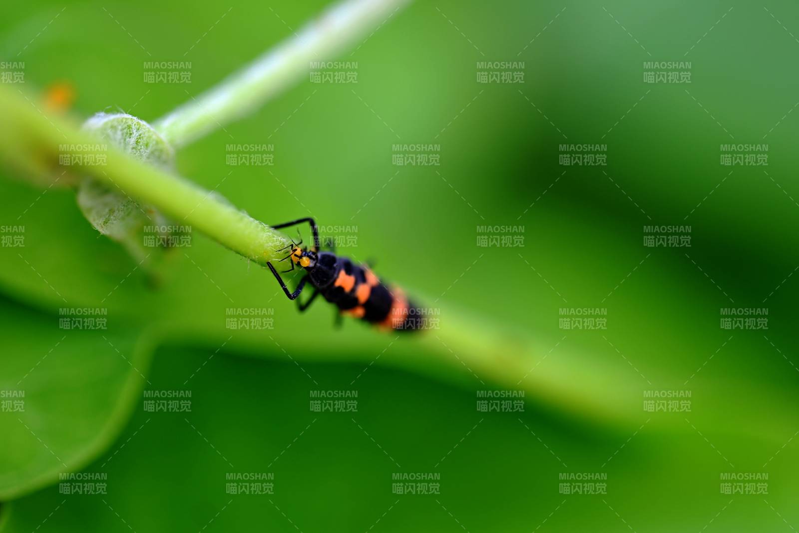 斑脊長蝽棲息綠葉間