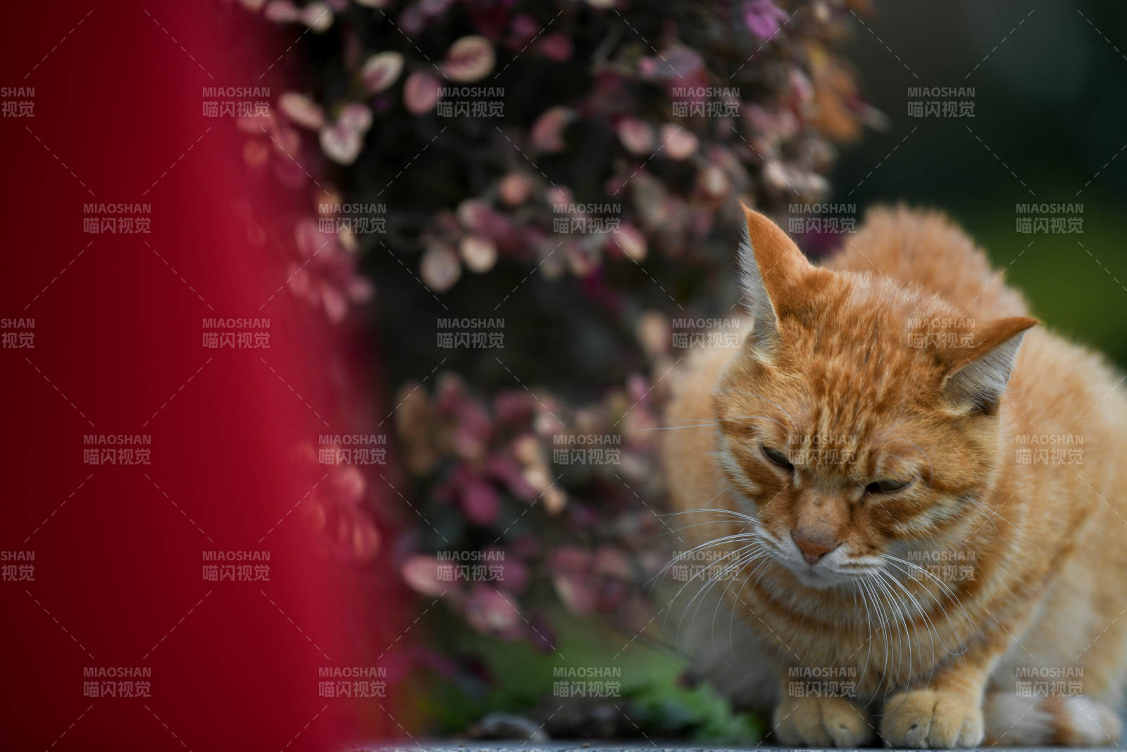 橙猫静坐花丛中