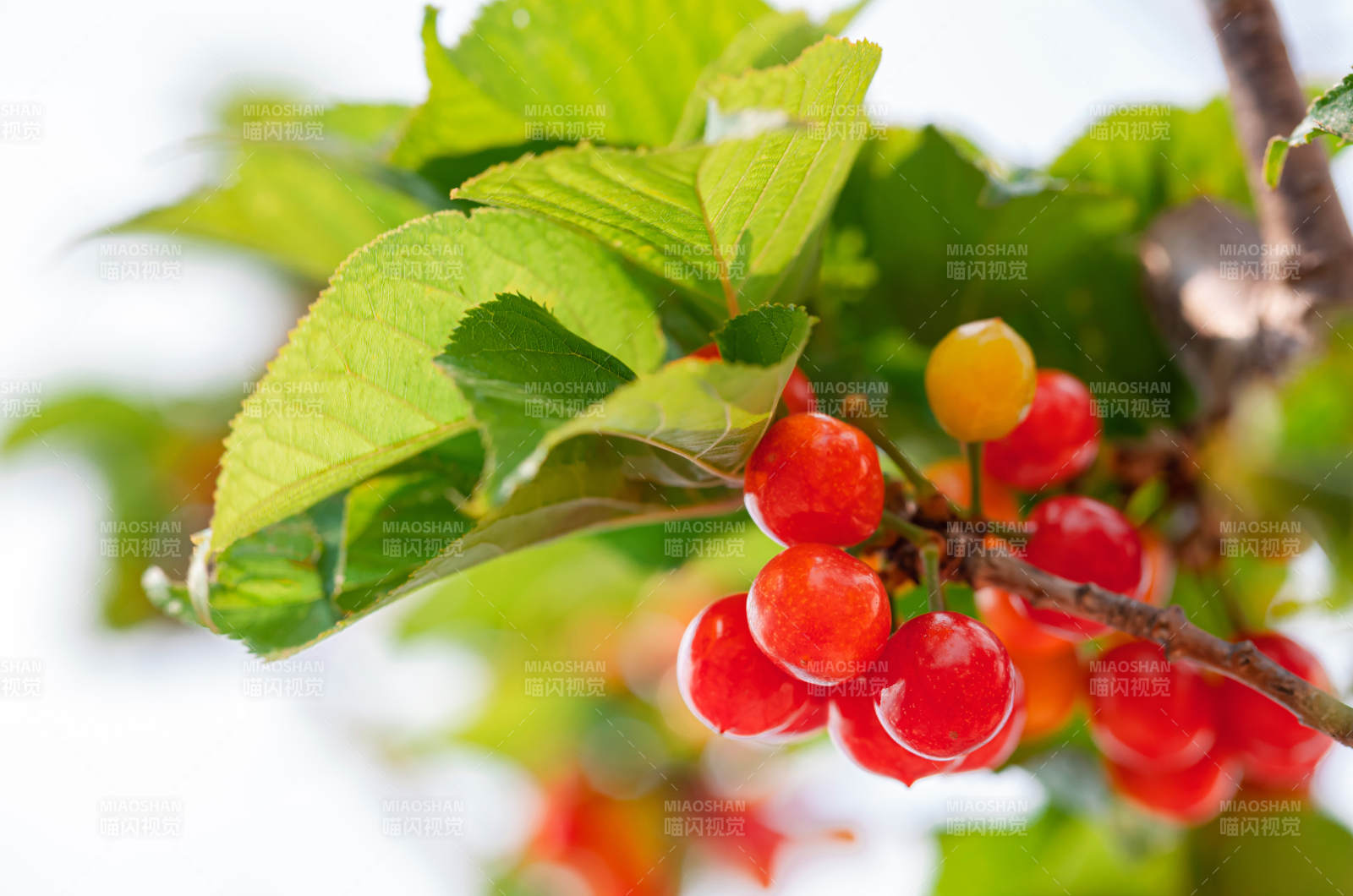 櫻桃枝頭紅果鮮