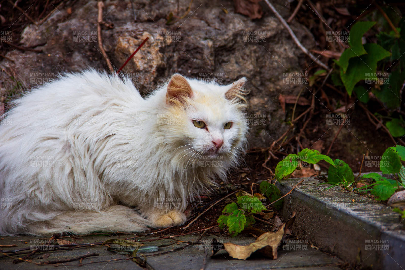 白貓靜臥石旁