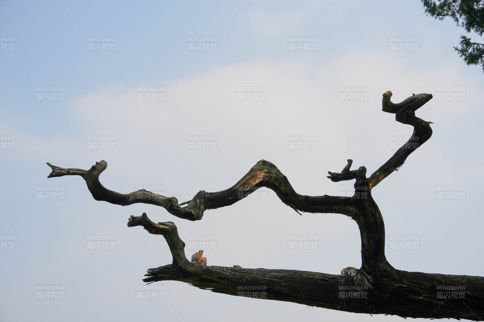 枯枝凌空 姿態(tài)奇崛 源自太廟