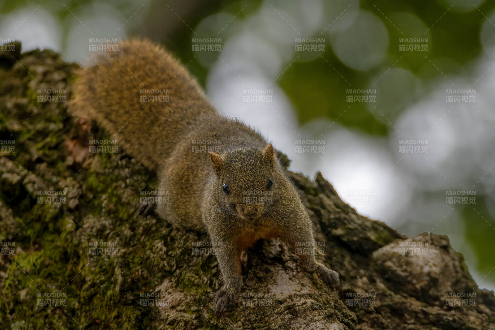 松鼠攀樹梢