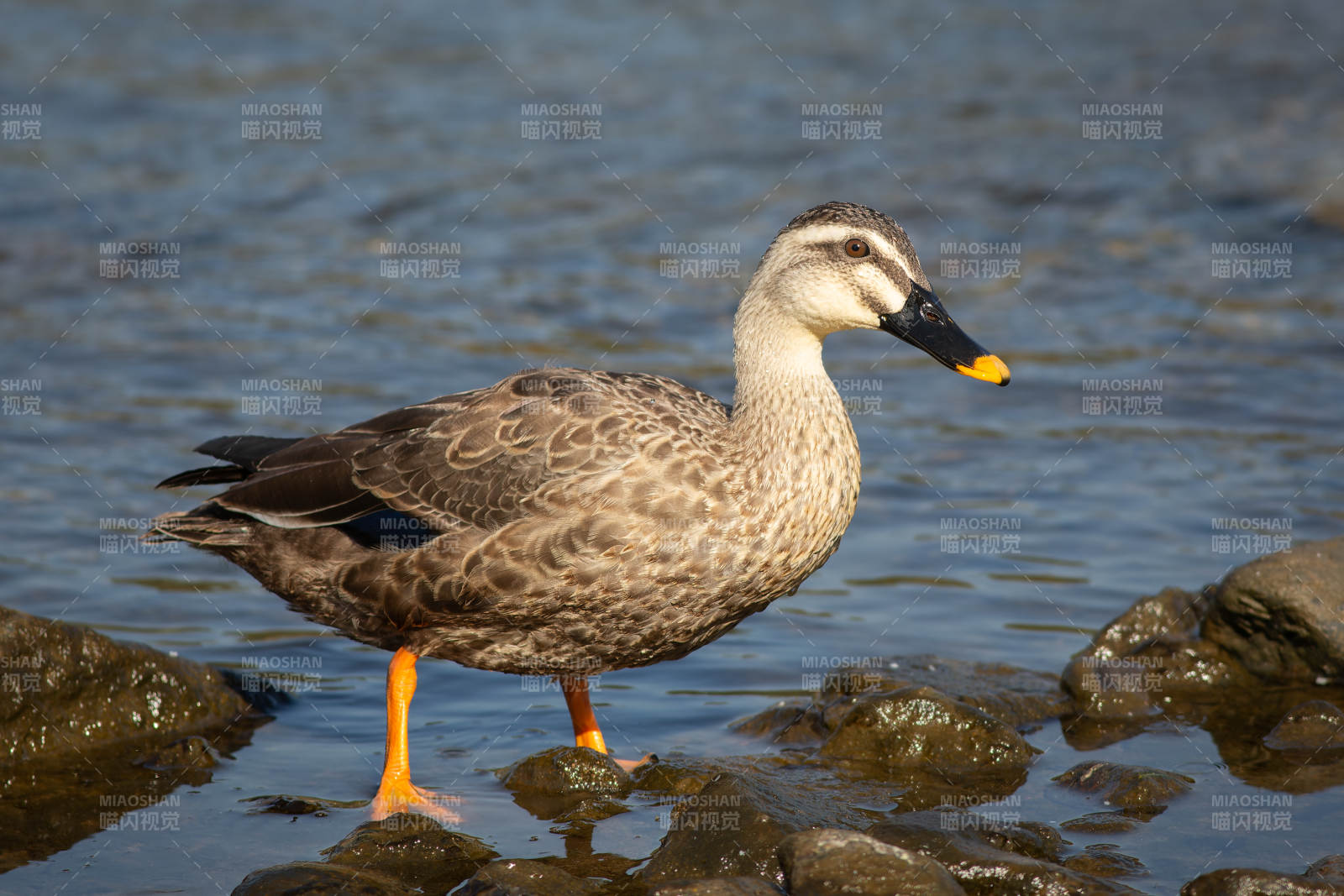 鸭子立于水边岩石