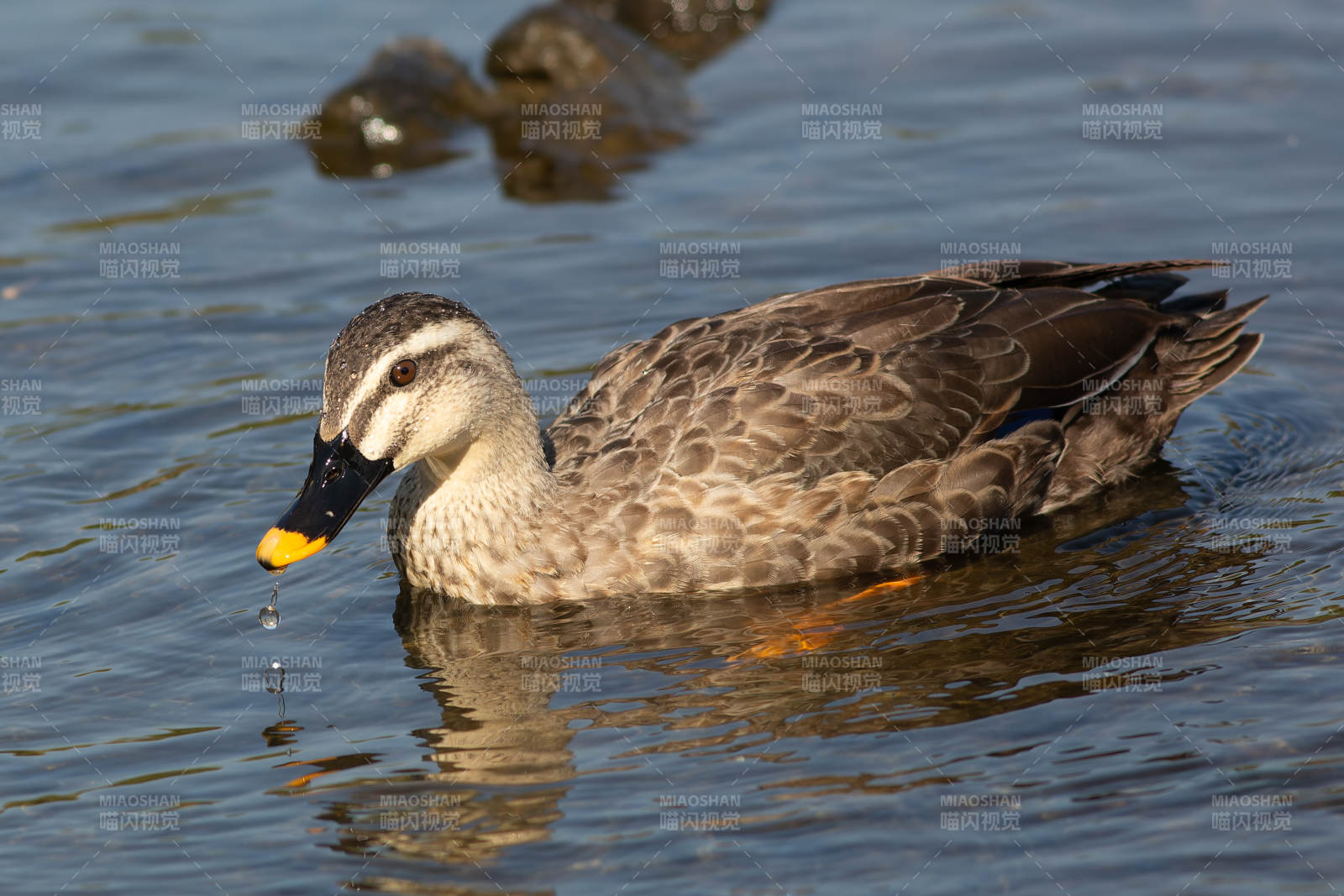 鸭子水中游