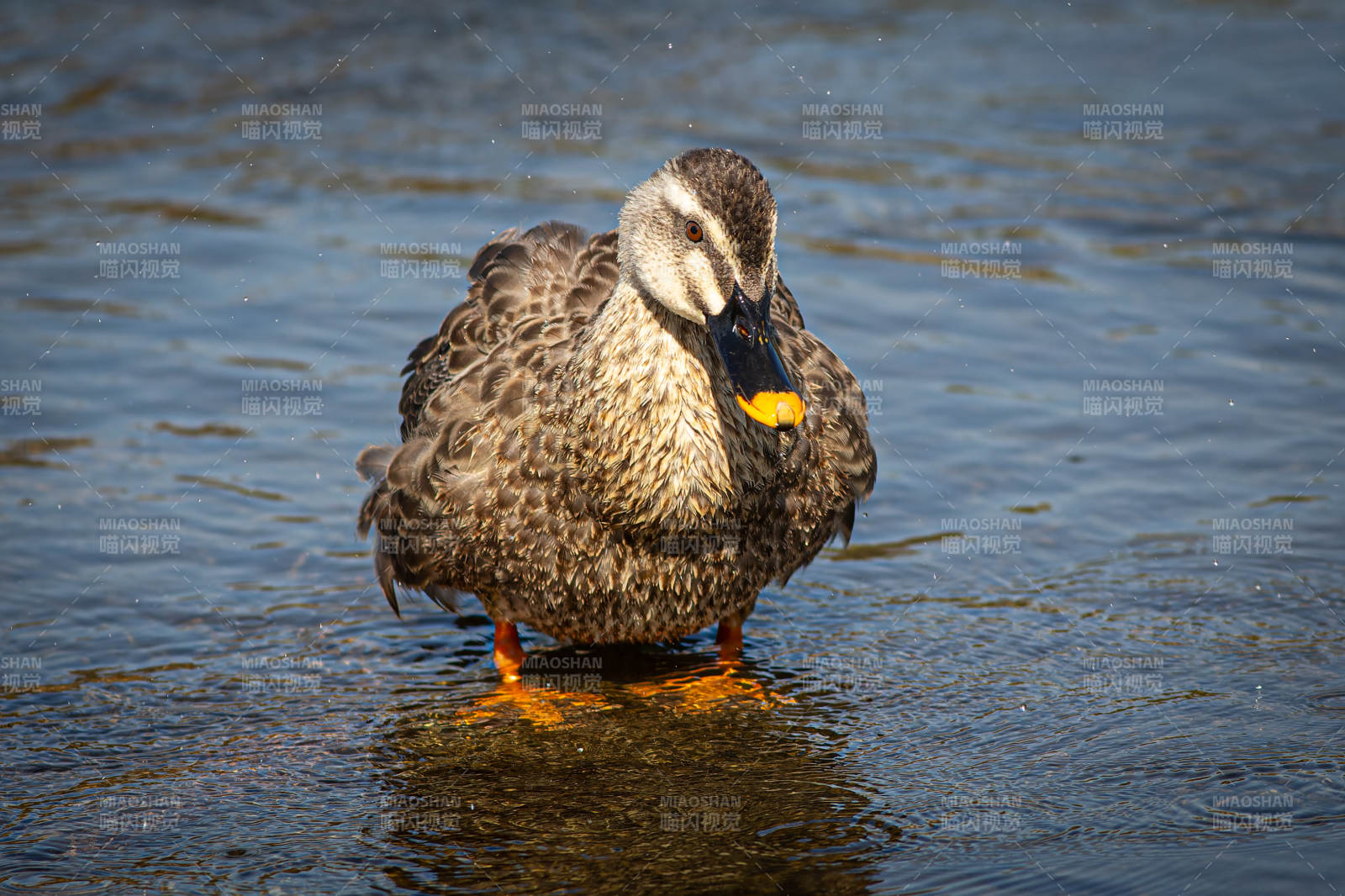 水边静立的鸭子