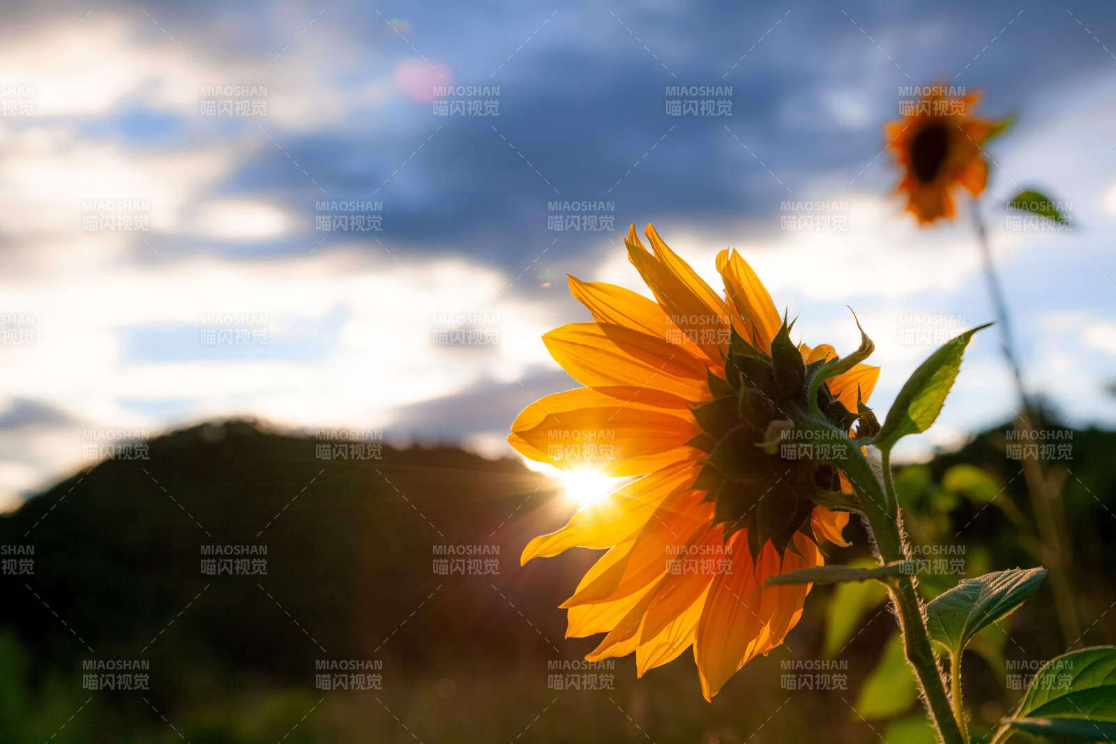 向日葵迎朝陽(yáng)
