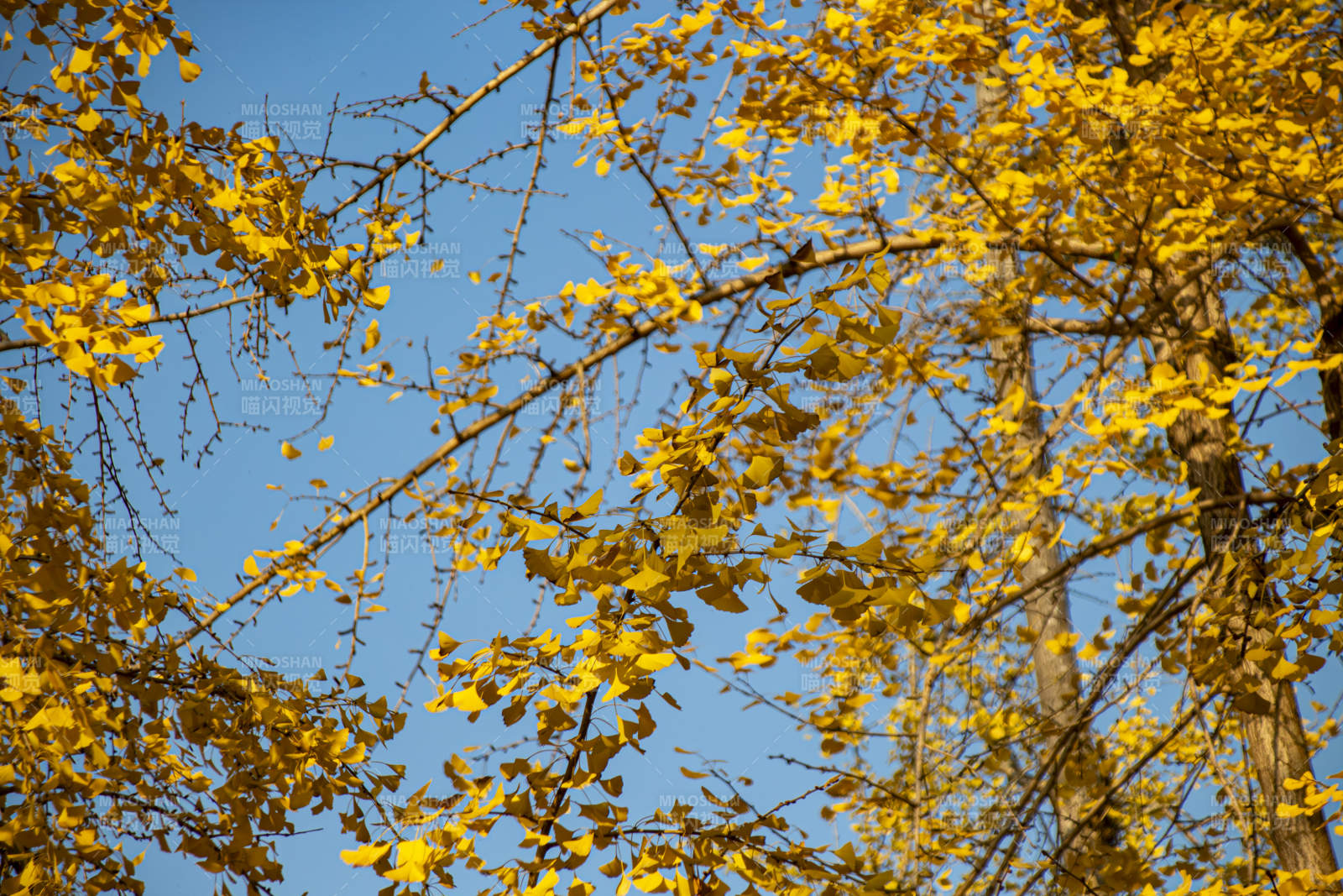 秋葉金黃映藍天