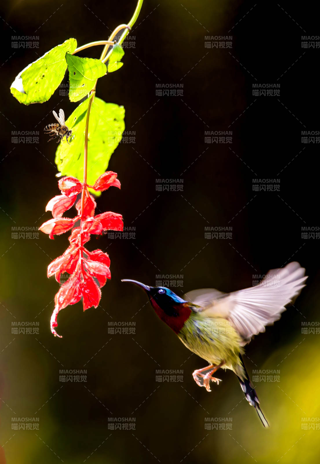 蜂鳥(niǎo)采蜜瞬間