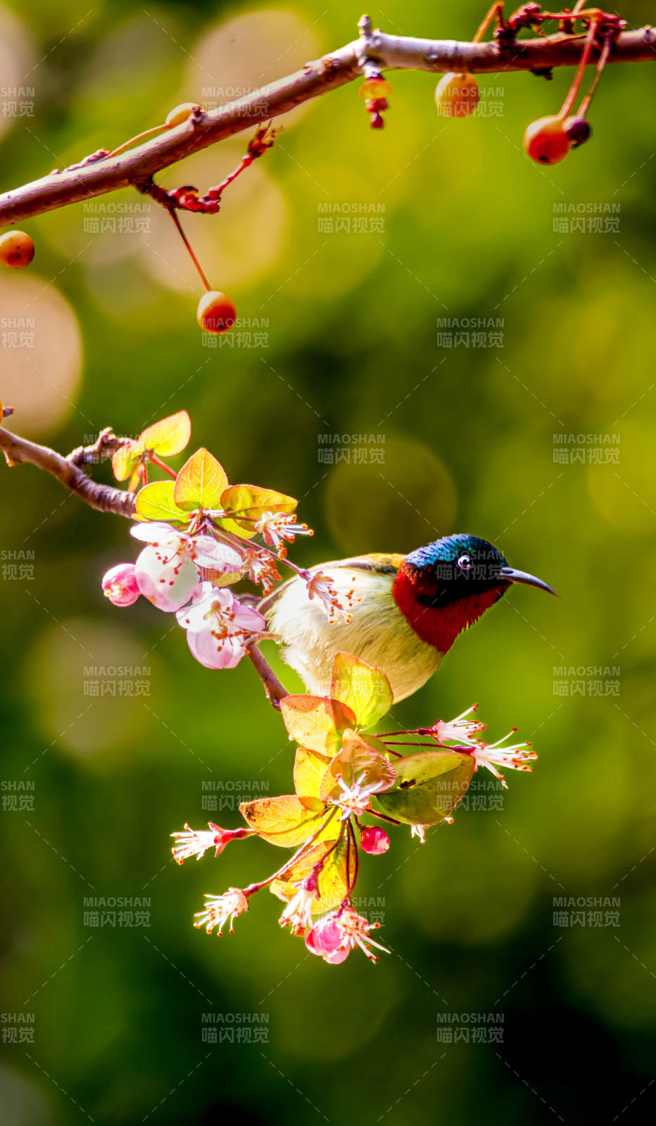 花枝上的太阳鸟（抓拍于自贡市）
