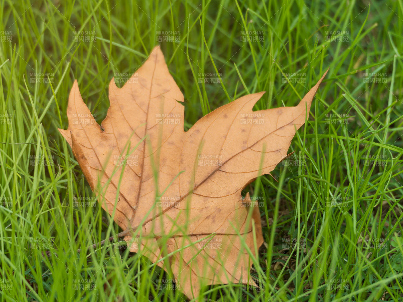 落葉靜臥綠草間