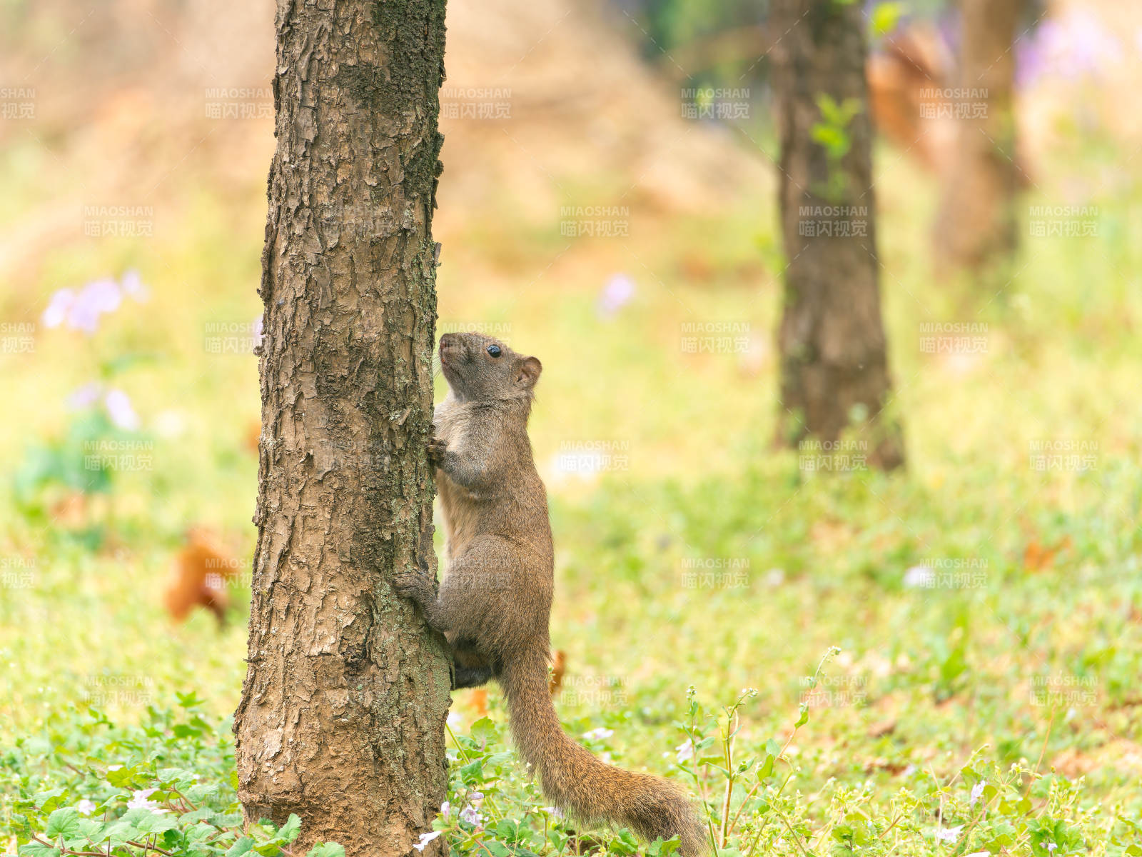 松鼠攀樹
