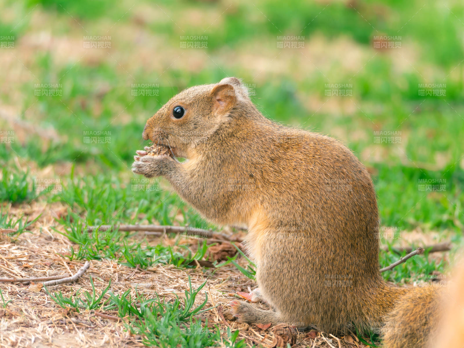松鼠啃食堅果