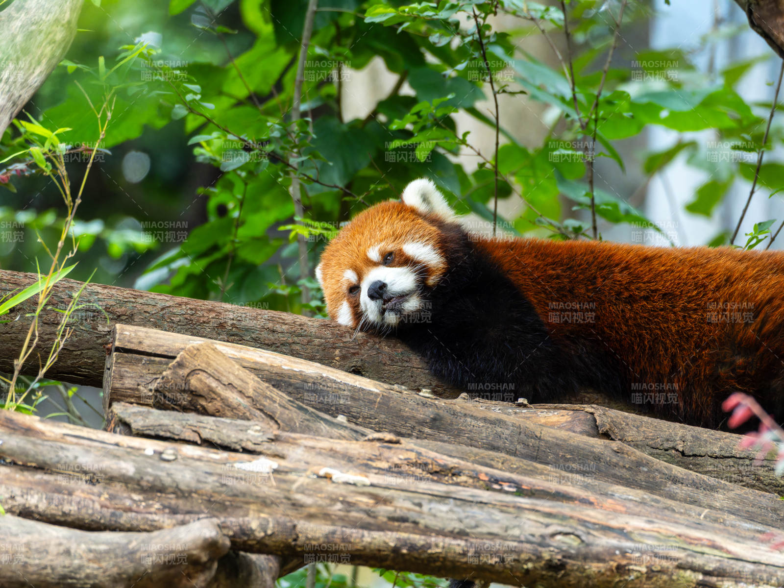 紅熊貓棲息樹干