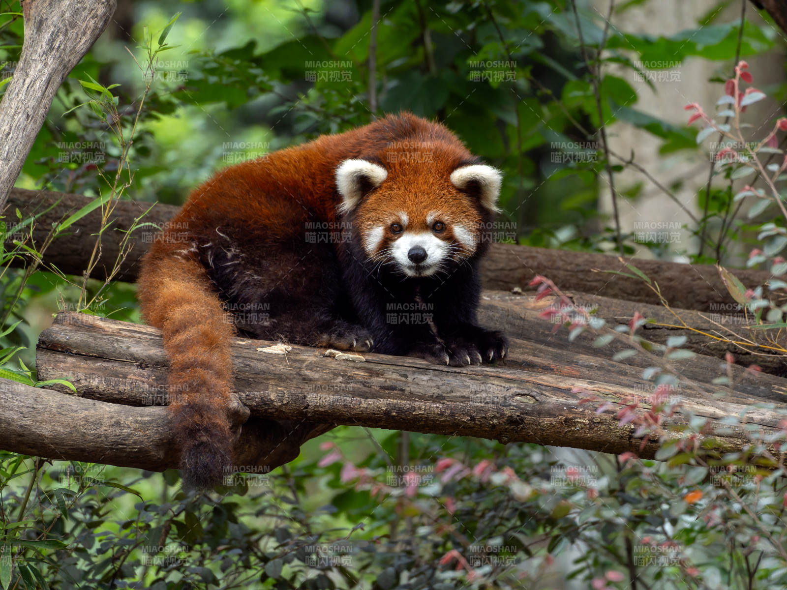 紅熊貓棲息樹干
