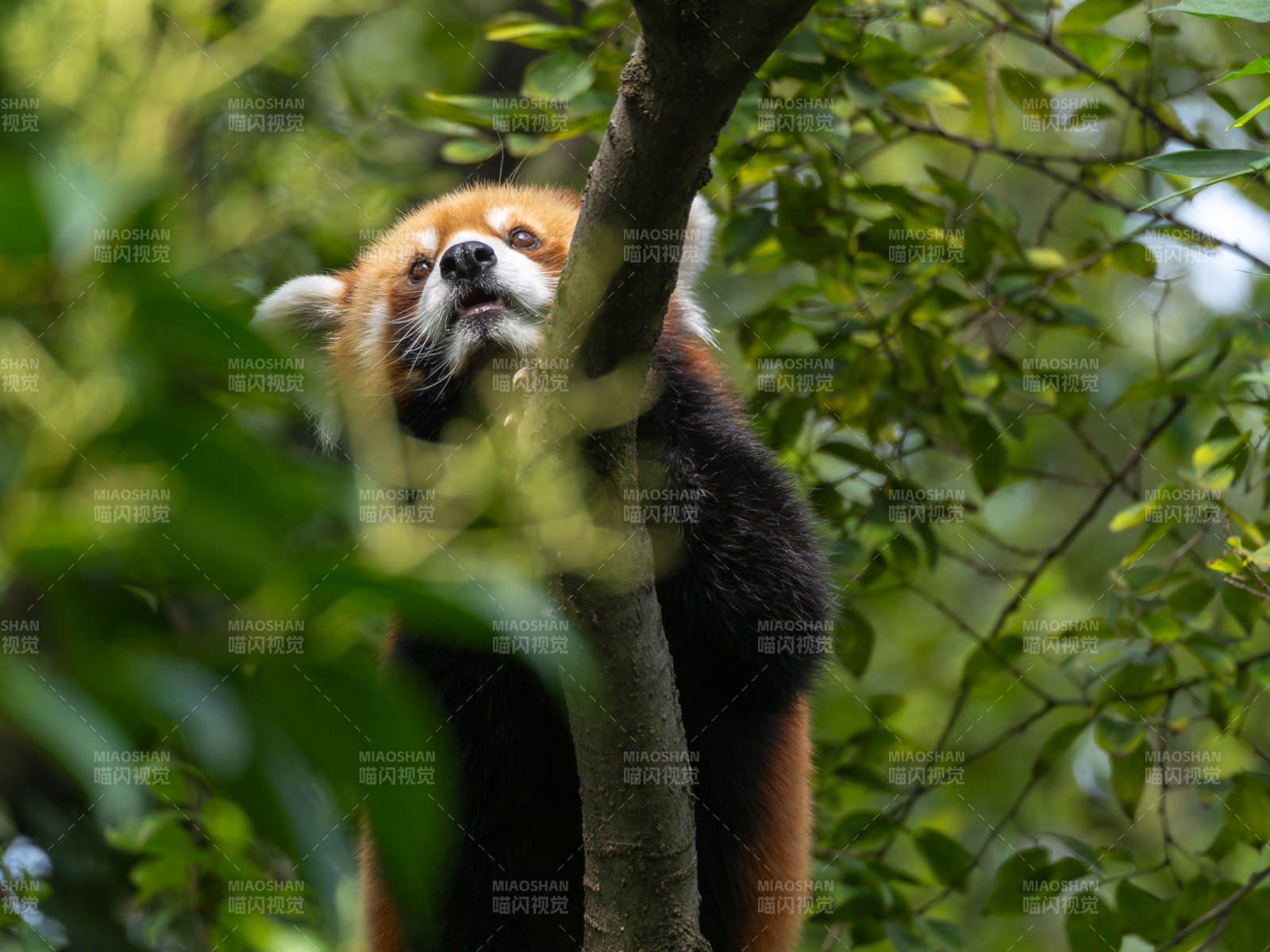 紅熊貓樹上休憩
