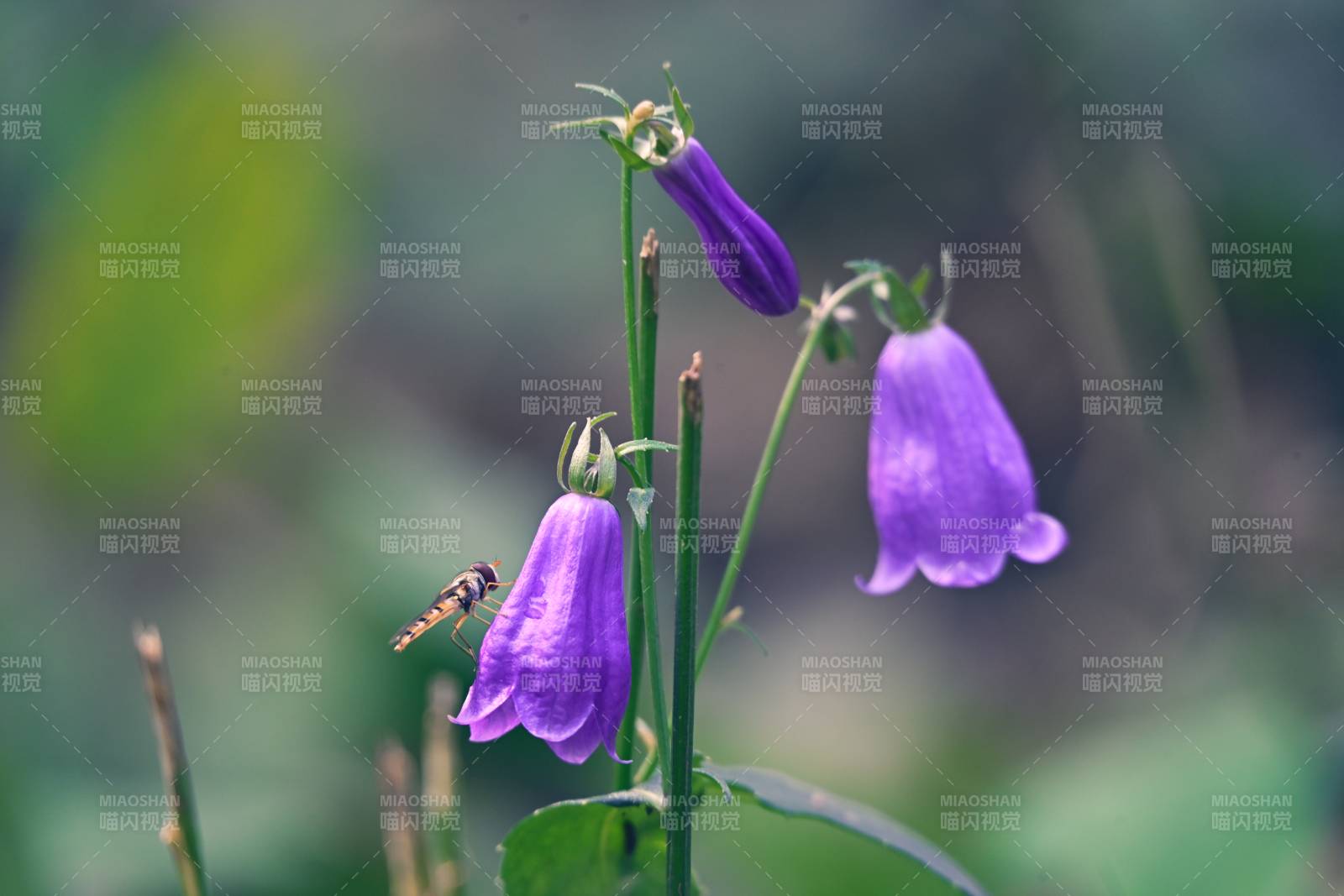 紫花鈴鐺迎風搖