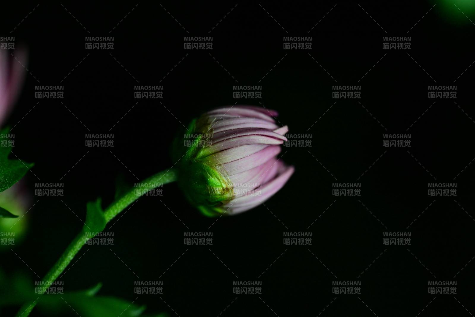 花蕾初綻 靜謐之美