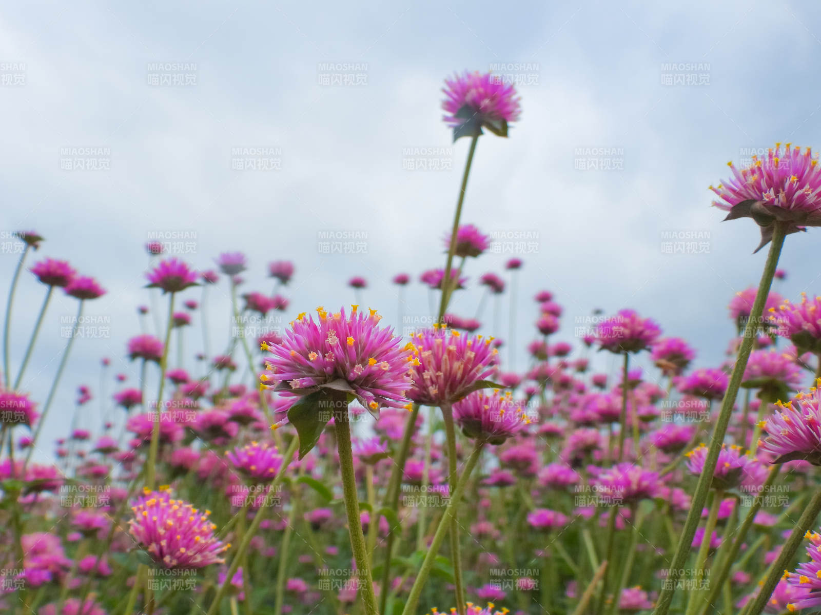 粉花千日紅綻放 春意盎然