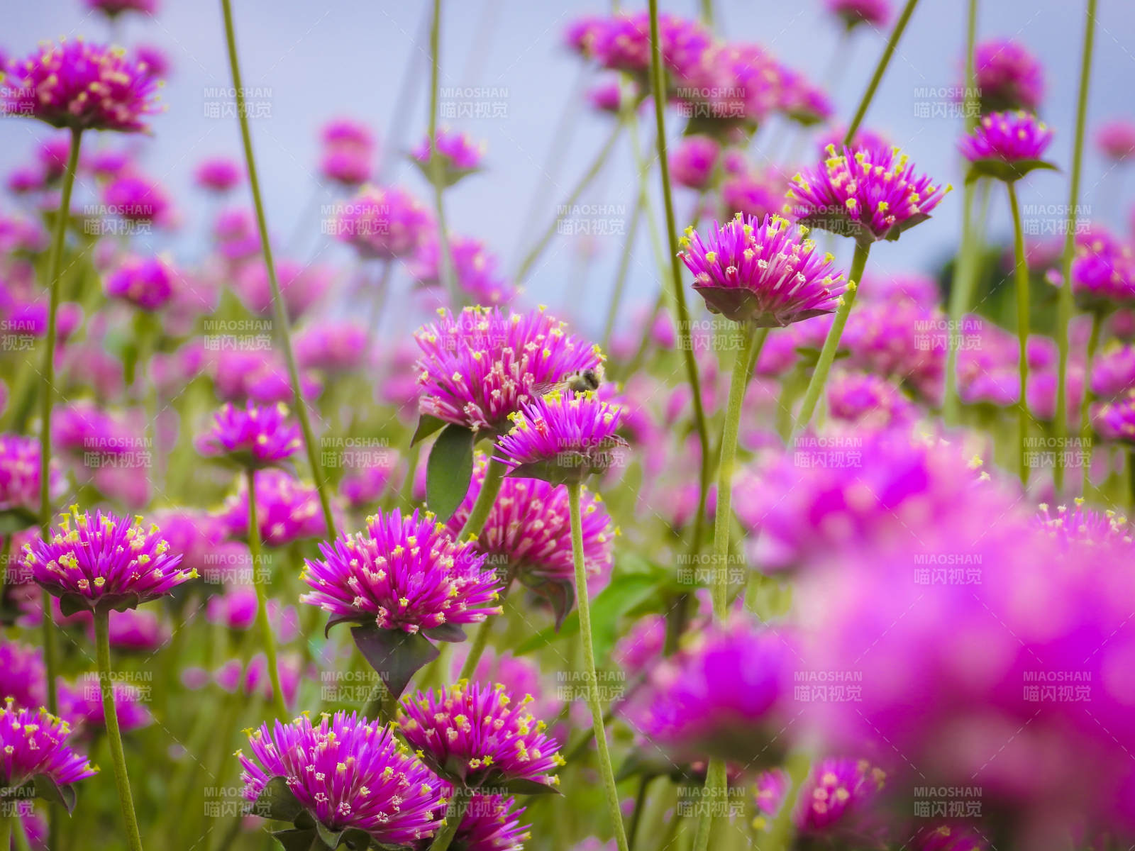 千日紅綻放的田野