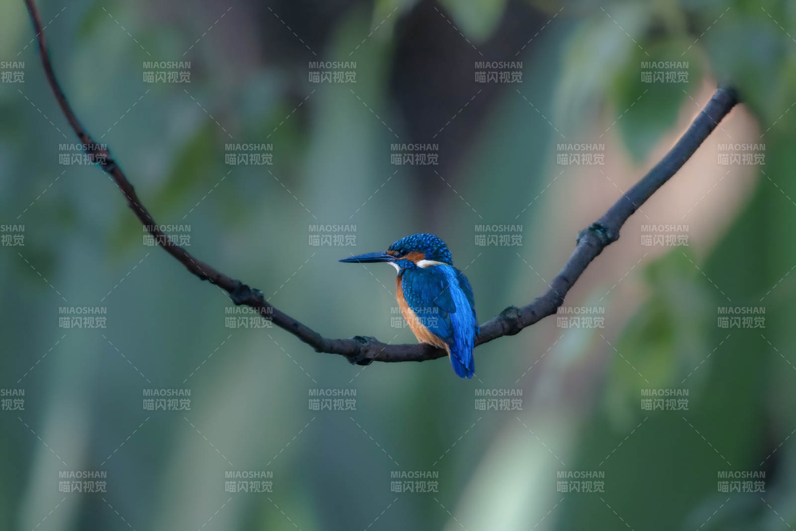 翠鳥棲枝 靜謐自然