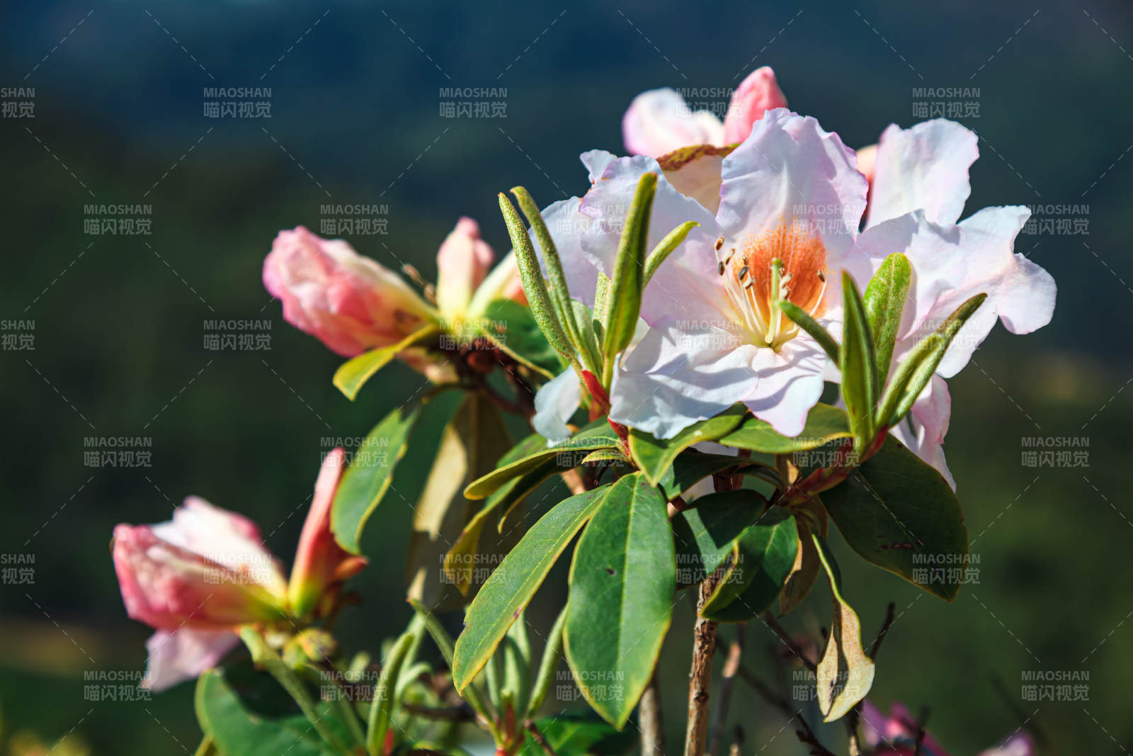 杜鵑花綻放山間